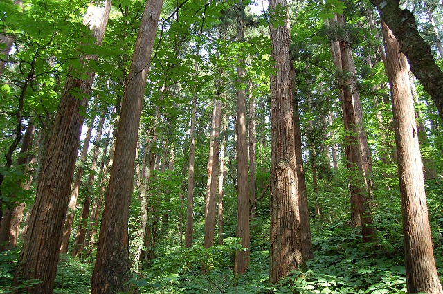 スギ（杉、榲、椙）