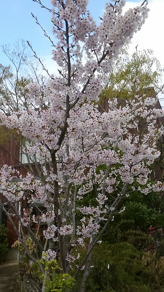 お花見