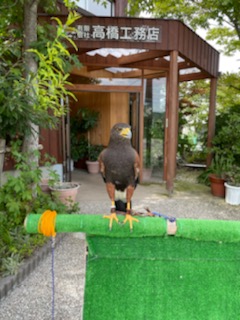 すっかり看板鳥です！